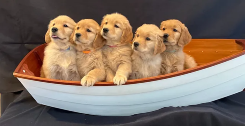 Cute Golden Retriever Puppies