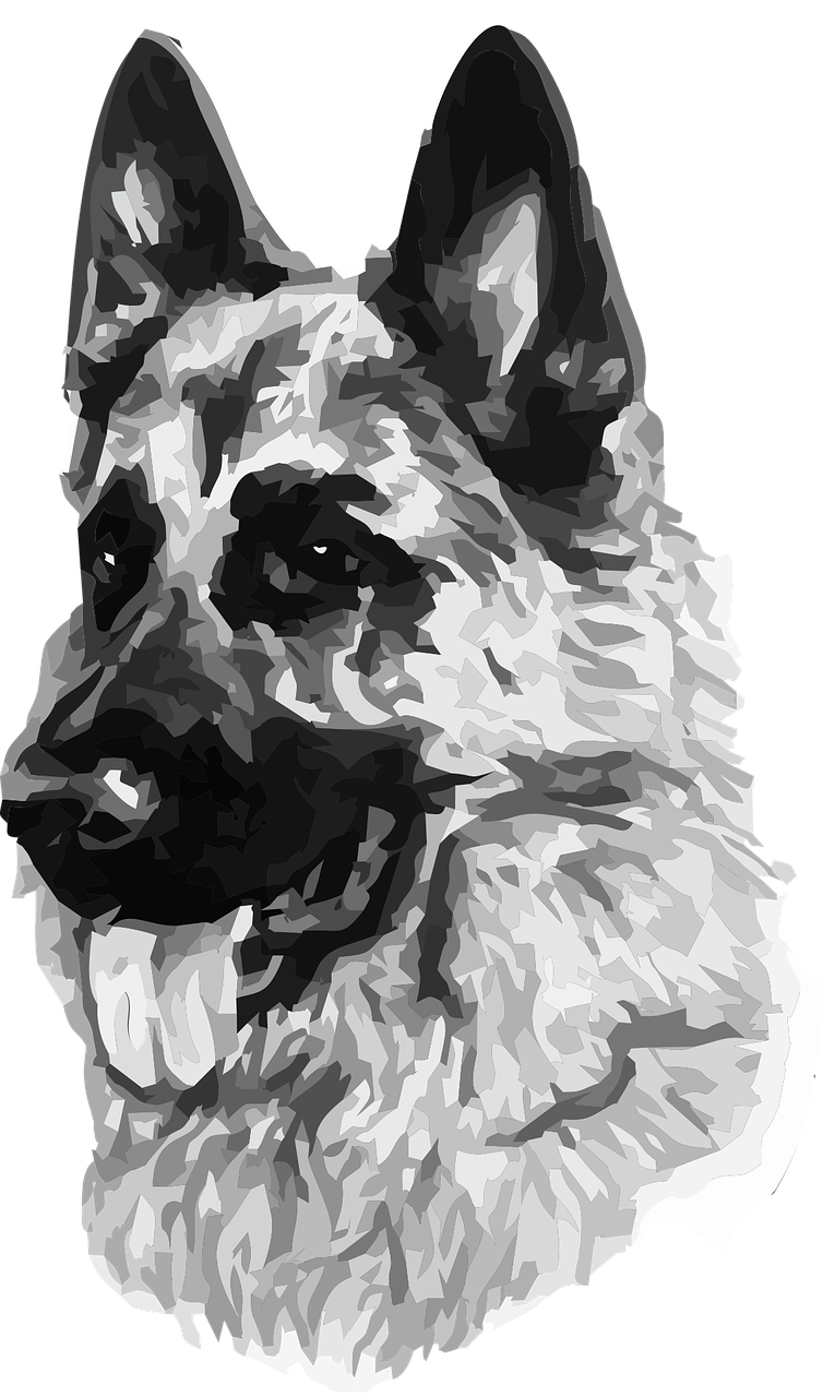 Picture of German Shepherd Dog