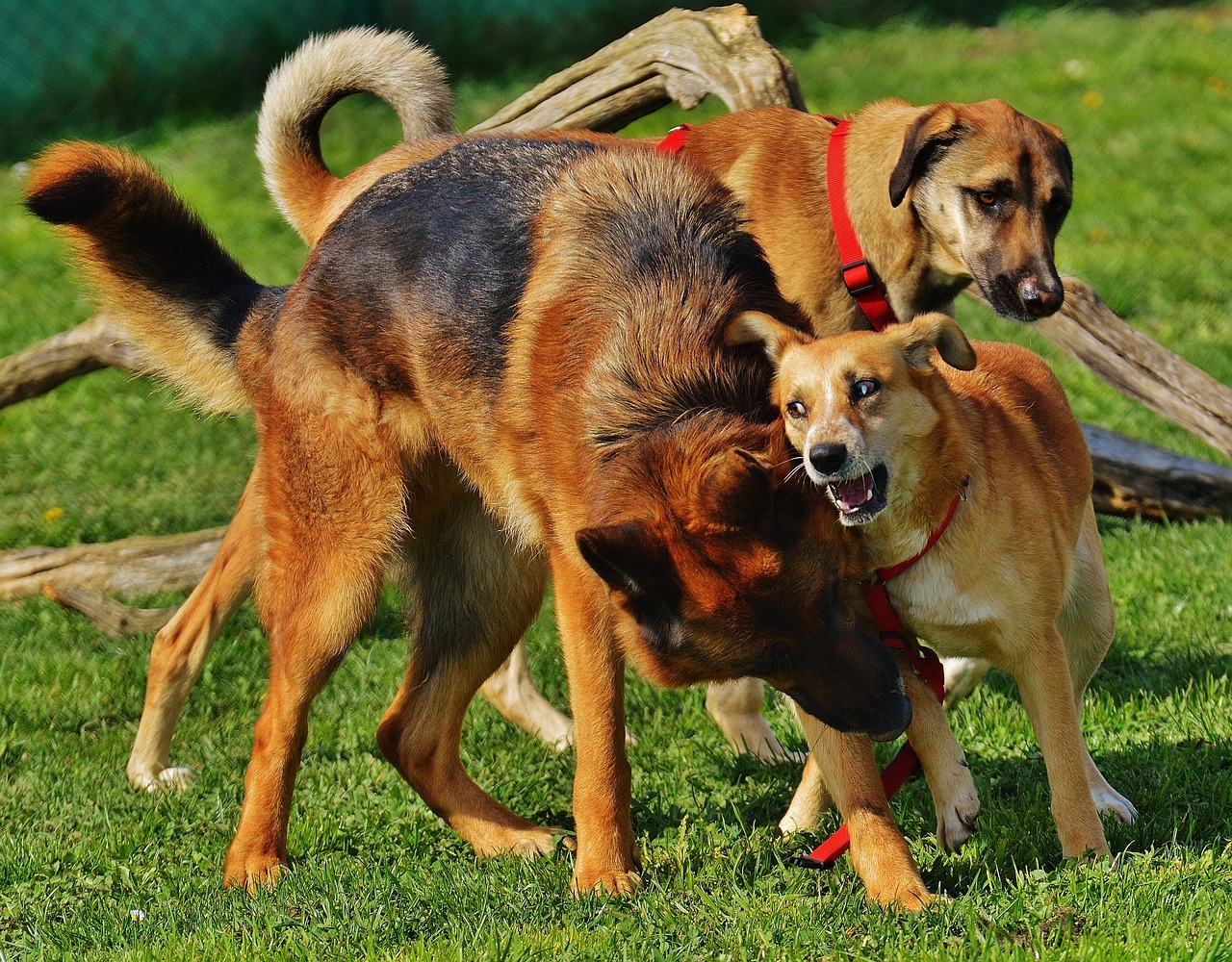 Playful Pack: A Moment of Canine Camaraderie
