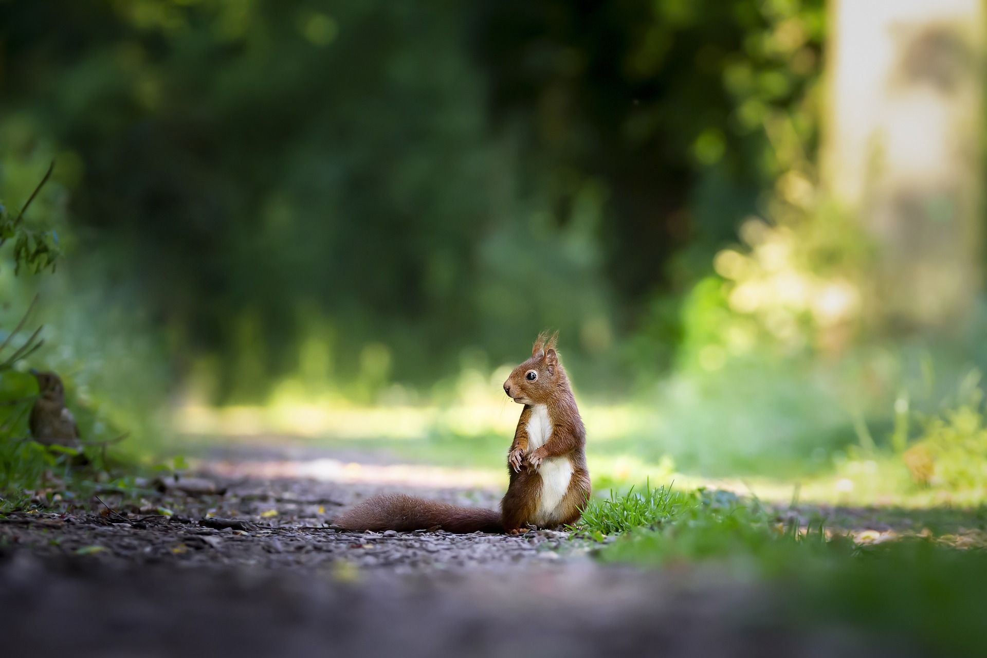 Woodland Pause: A Curious Squirrel in the Wild