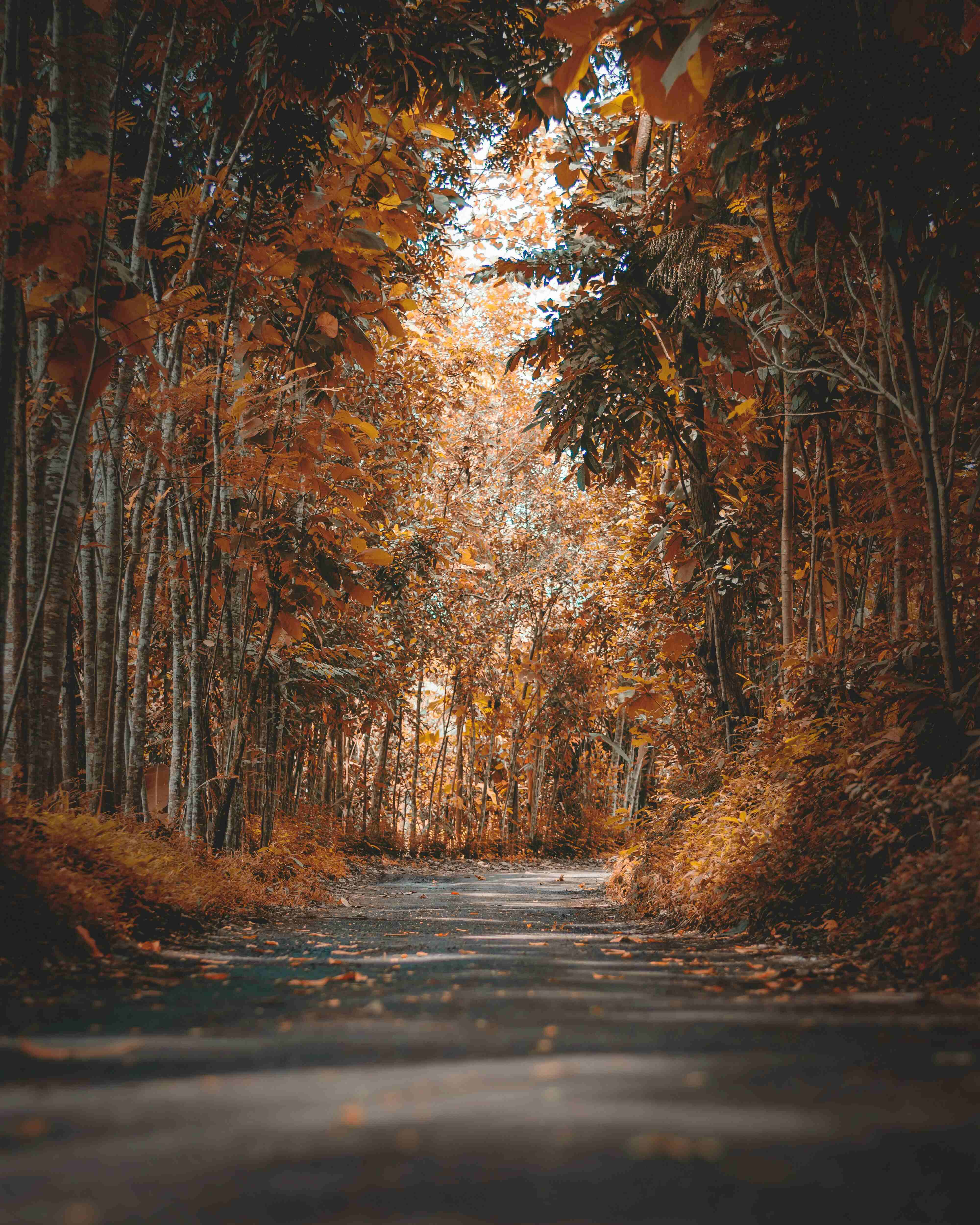 Forest path in autumn with colorful leaves