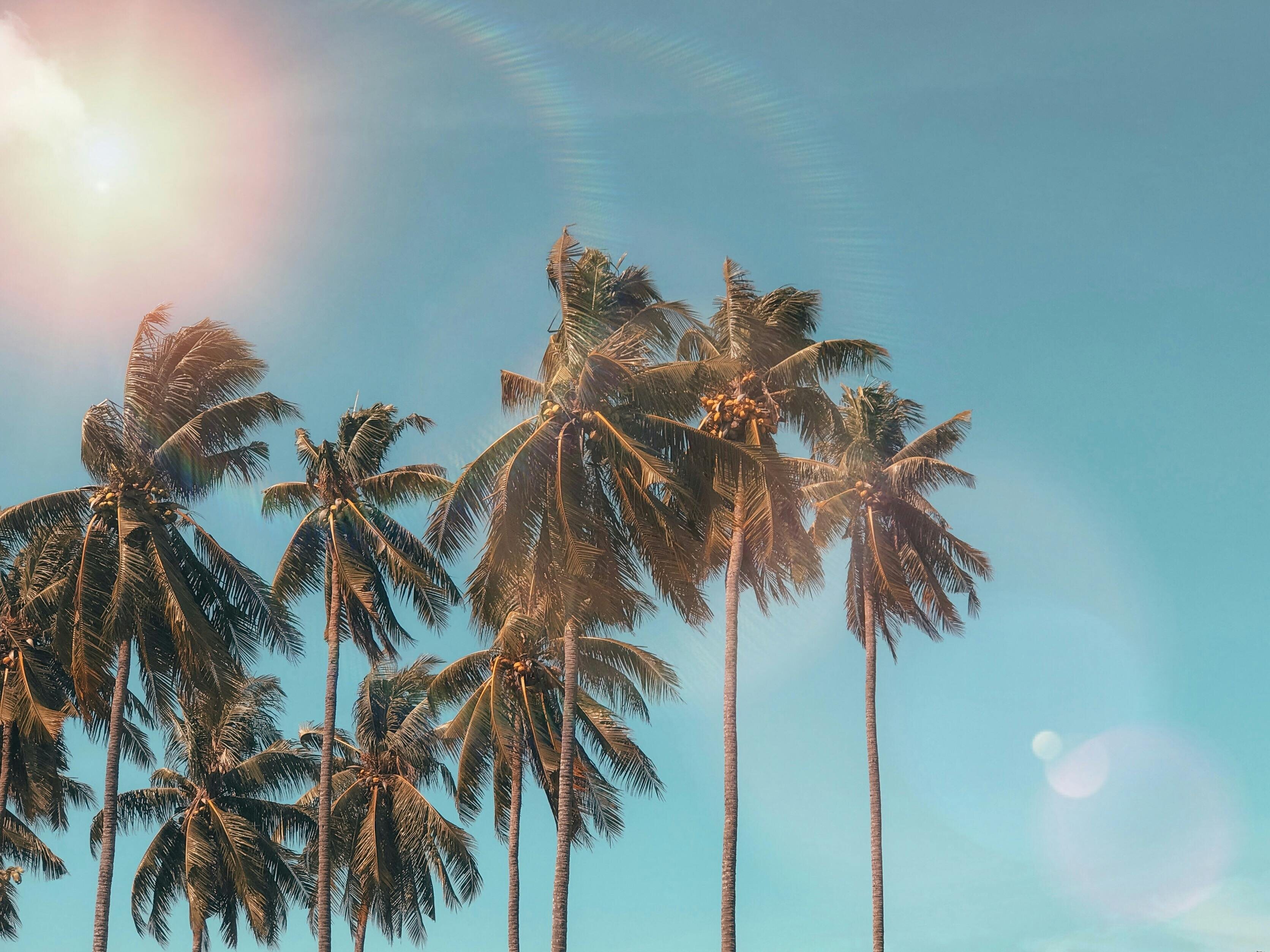 Silhouette of coconut trees during golden hour at beach